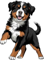 Bernese Mountain Dog