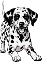 Dalmatian