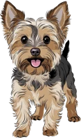 Yorkie